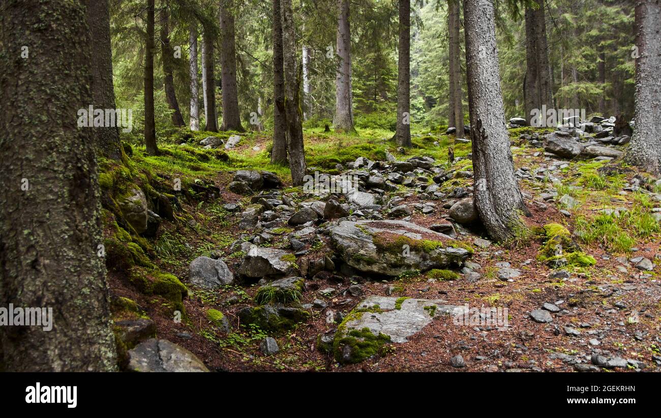 Lot of rocks in the forest view Stock Photo - Alamy
