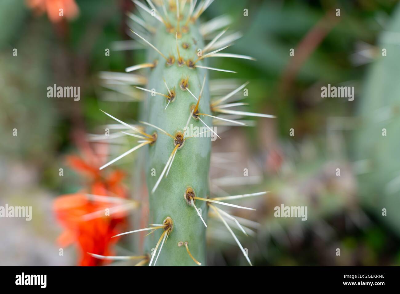 Prickly pear cactus leaf and spikes closeup in selective focus. Stock Photo