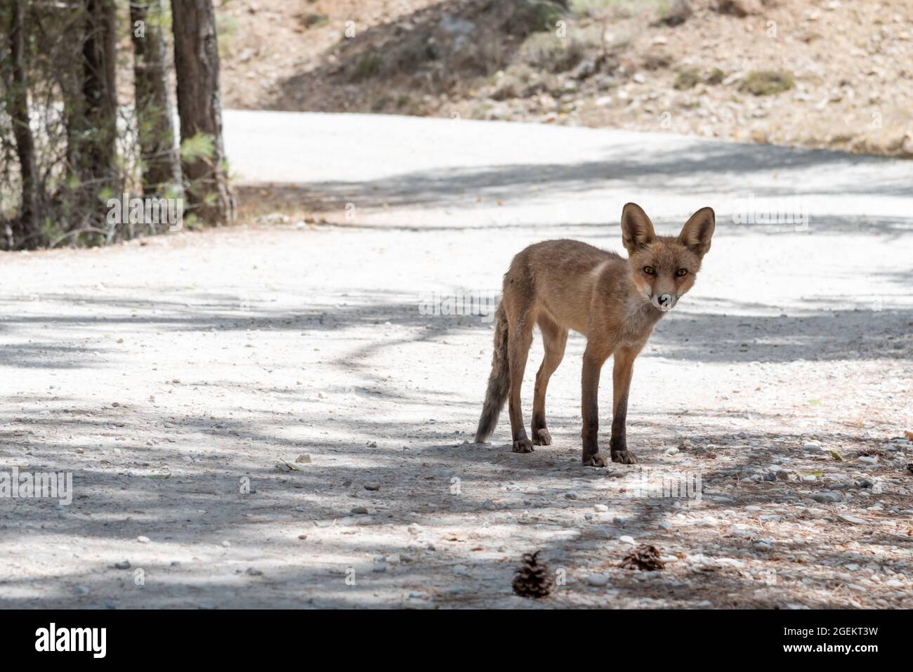 Fox on a path in the Sierra de Cazorla, waiting to be fed by a tourist. Stock Photo