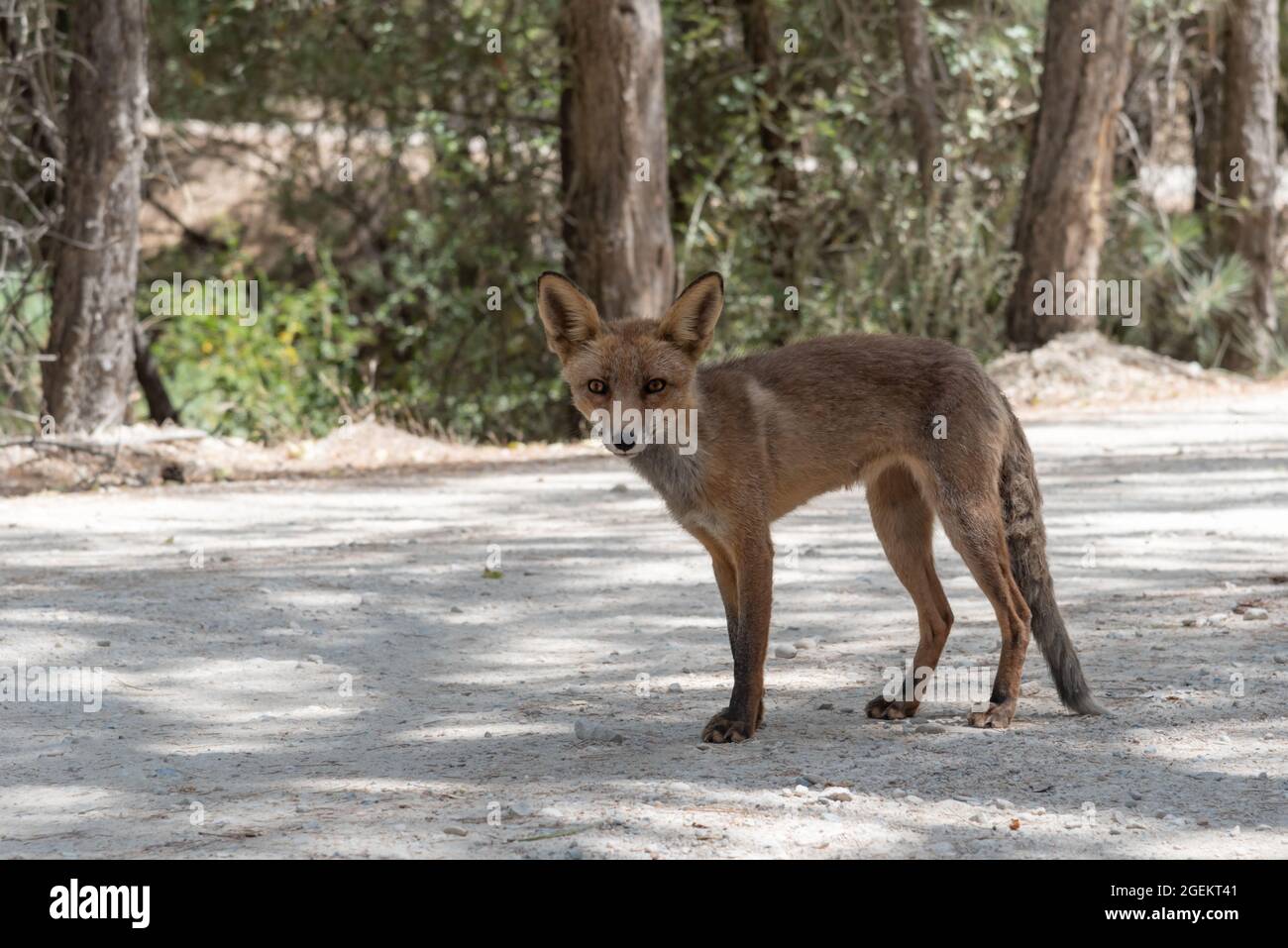 Fox on a path in the Sierra de Cazorla, waiting to be fed by a tourist. Stock Photo