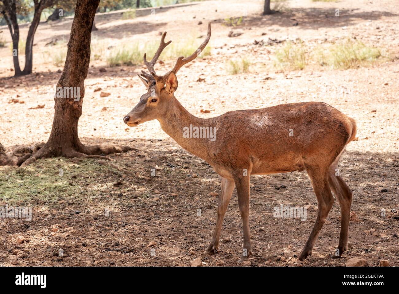 Young deer with small antlers. (Captivity) Stock Photo