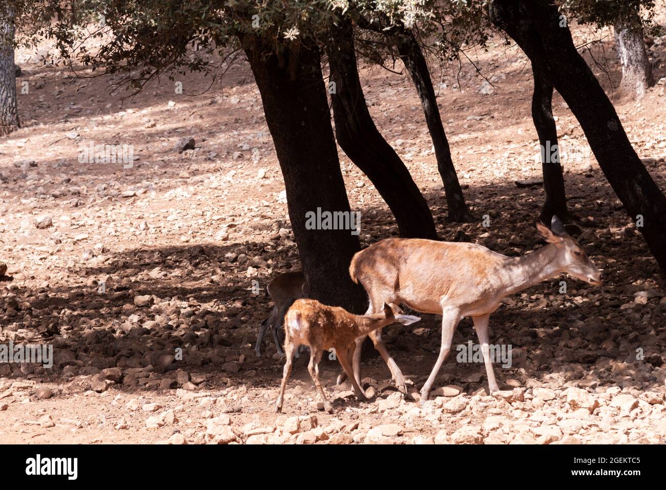 Fawn suckling from its mother (captivity) Stock Photo