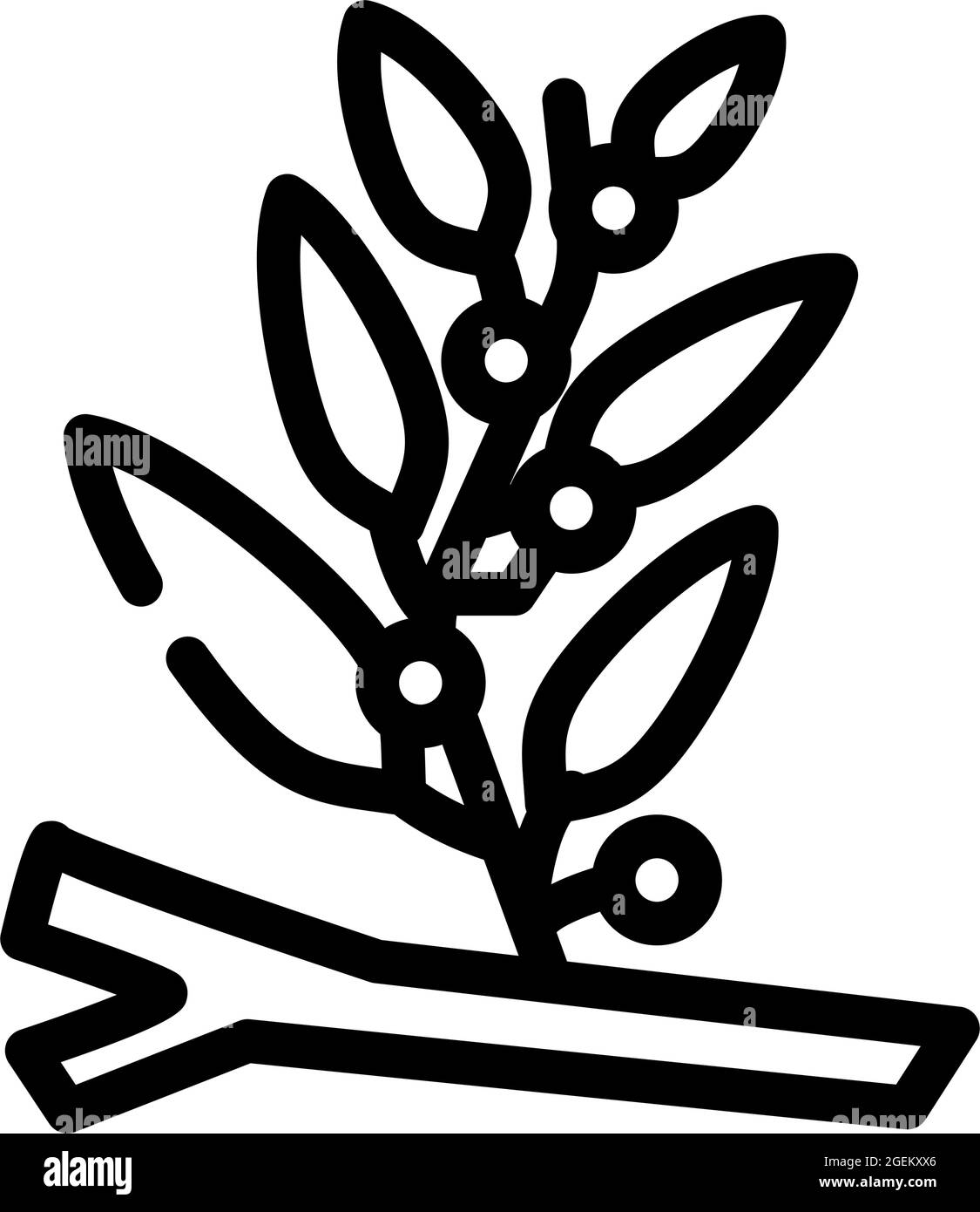 sargassum seaweed line icon vector illustration Stock Vector