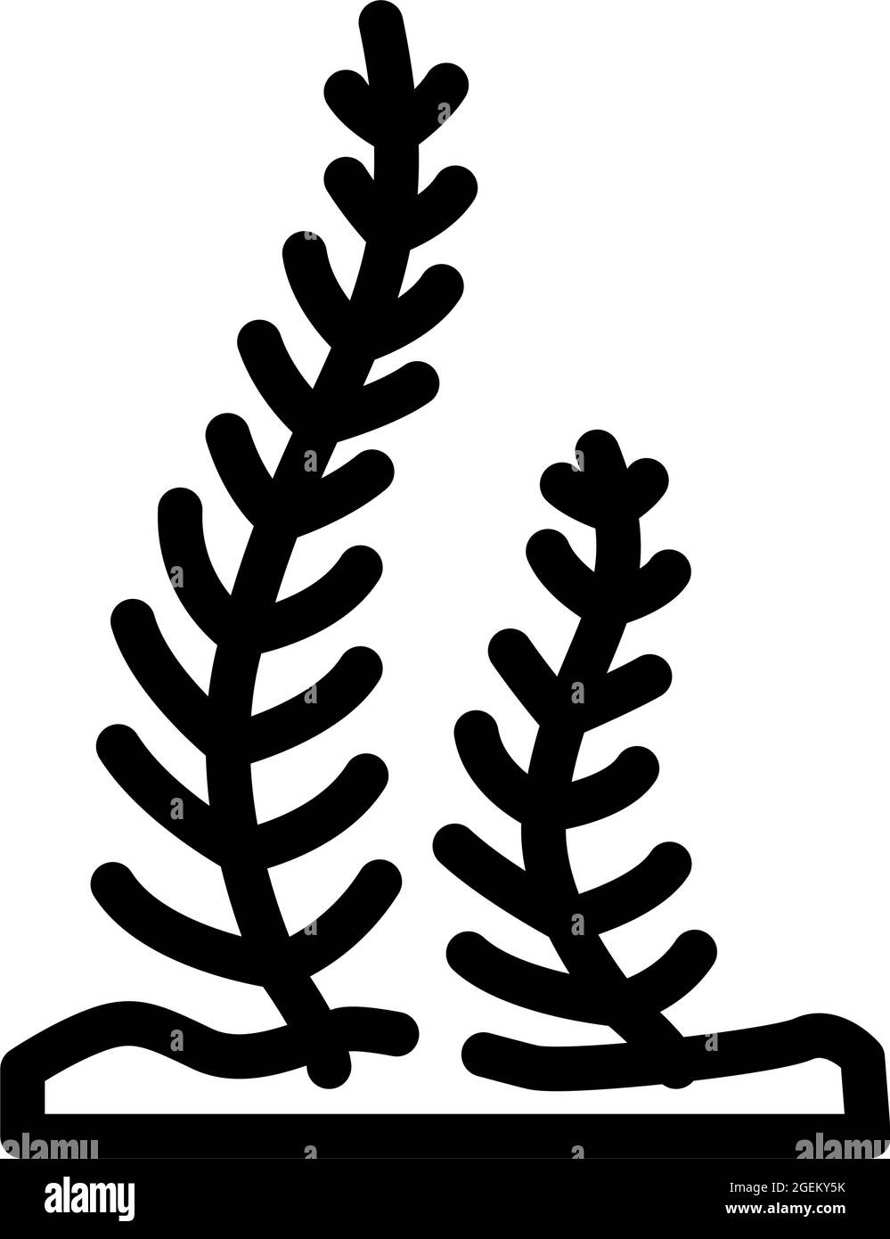 caulerpa taxifolia seaweed line icon vector illustration Stock Vector