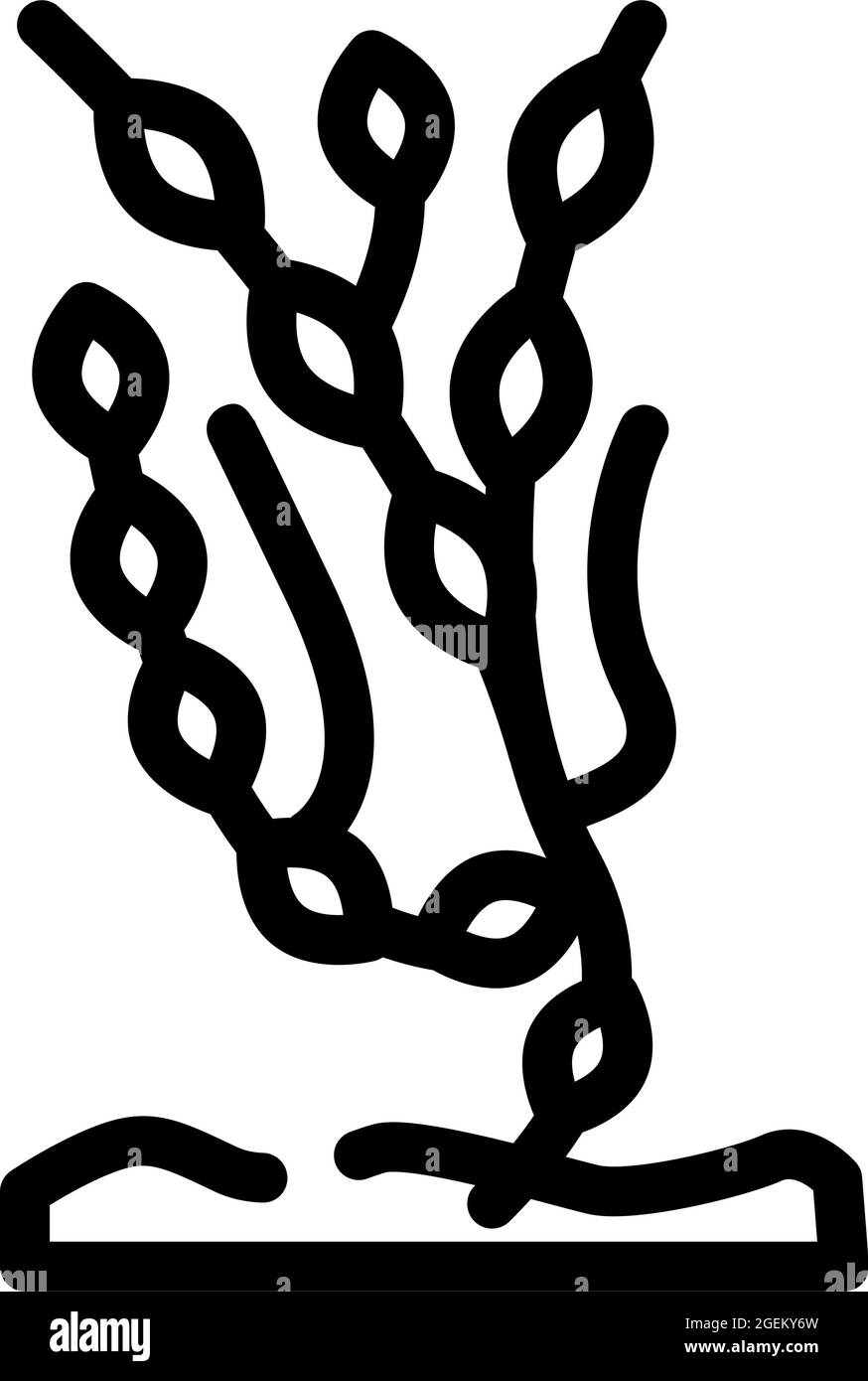 ascophyllum knotty seaweed line icon vector illustration Stock Vector