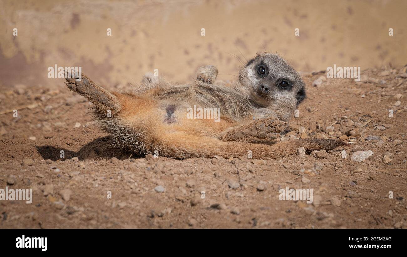 Close up photograph of a meerkat relaxing in the sunshine. It is lying on its back with its back legs spread wide open. Its head is lifted up Stock Photo