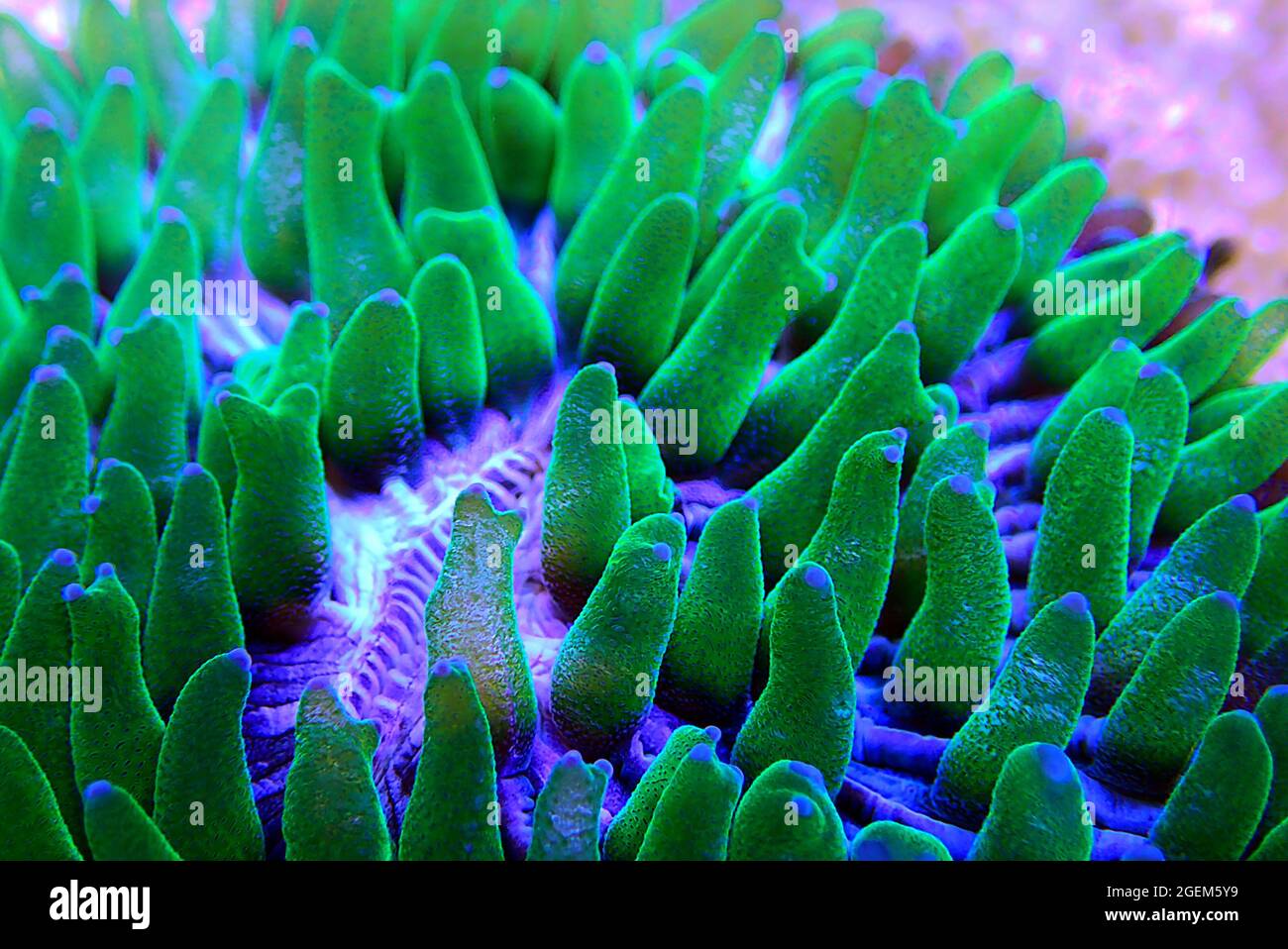 Fungia - Plate LPS coral macro photography in reef aquarium tank Stock Photo