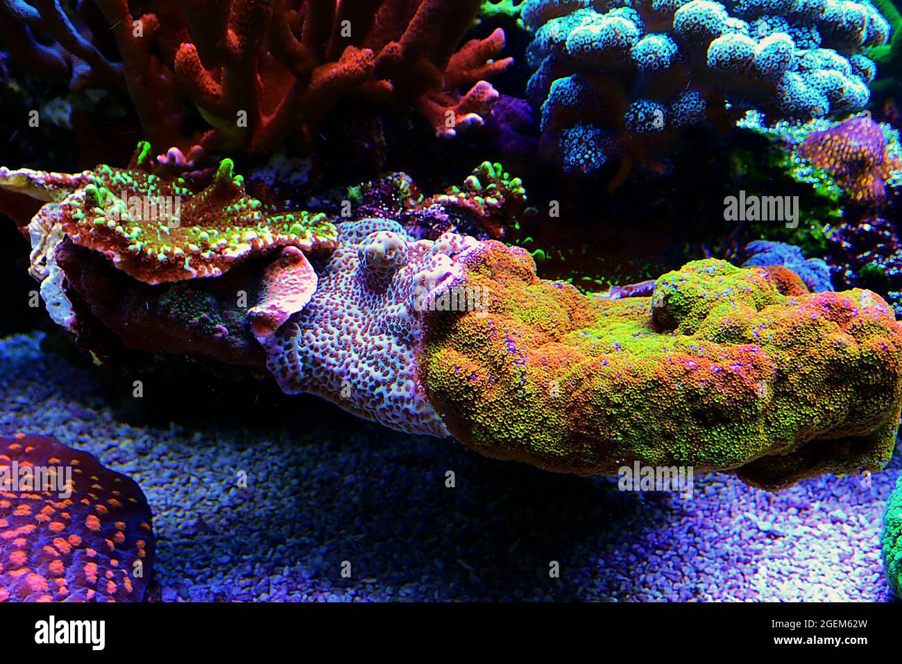 Montipora colorful stony coral in reef aquarium tank Stock Photo