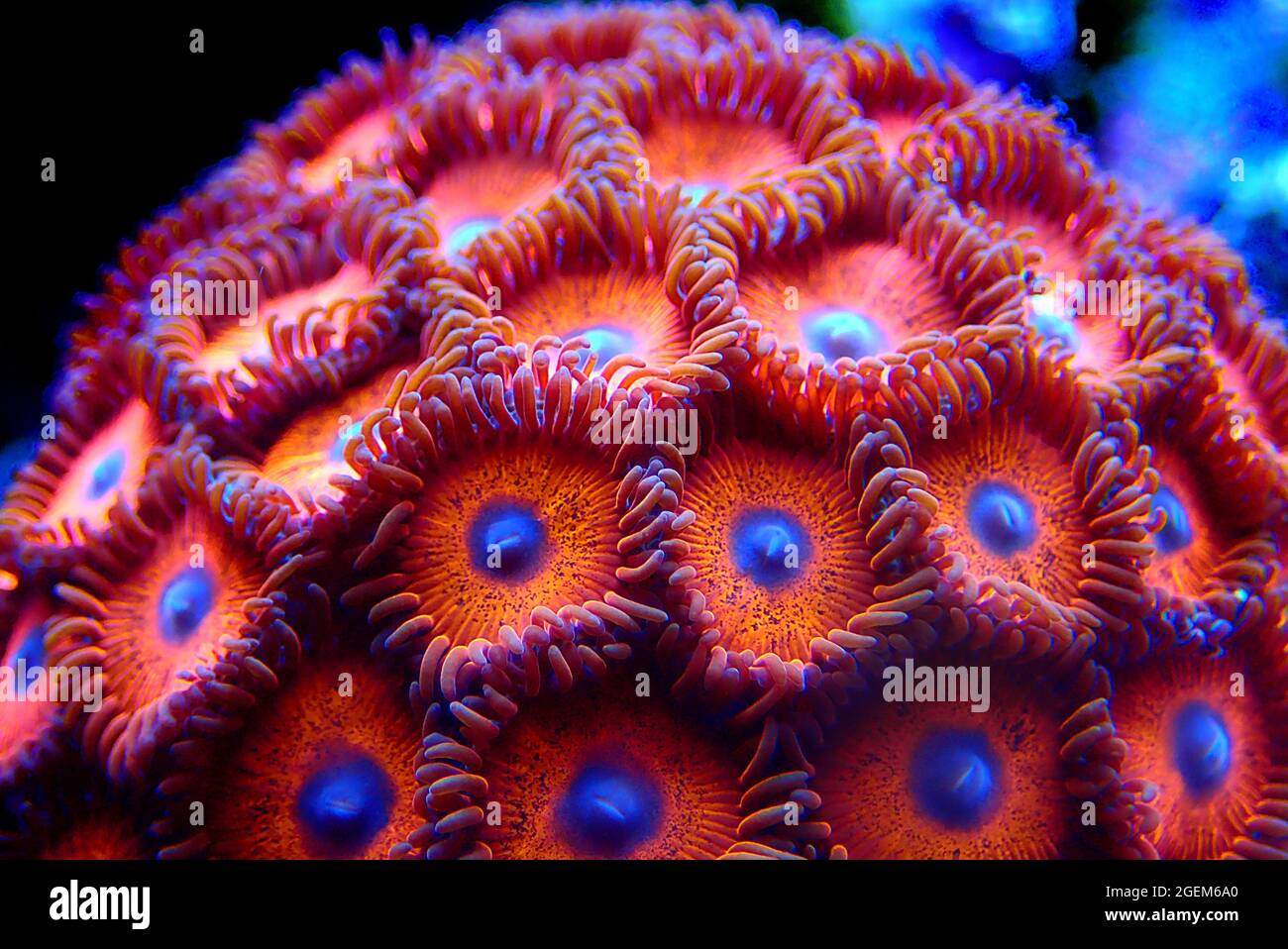 Zoanthid's polyps colonies are amazing colorful living decoration for every coral reef aquarium tank Stock Photo