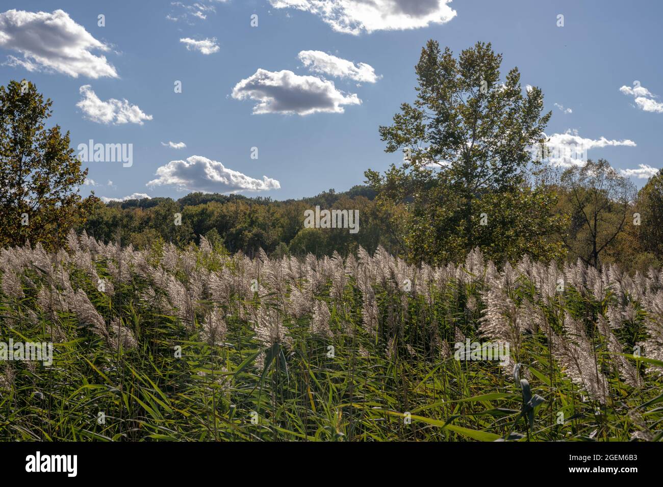 Tall Grasses Fill Field On Sunny Day in Cuyahoga Valley National Park Stock Photo