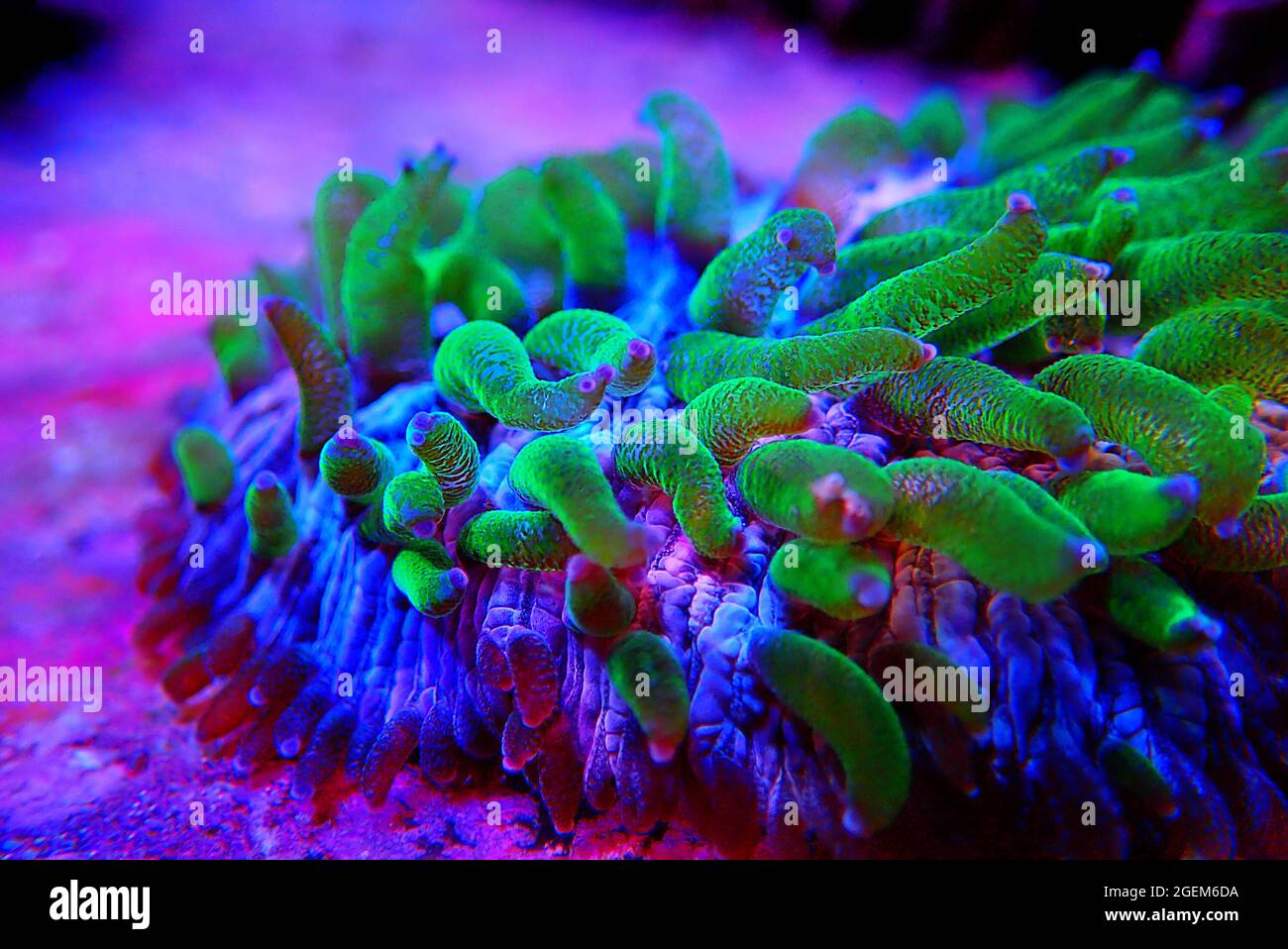 Fungia - Plate LPS coral macro photography in reef aquarium tank Stock Photo