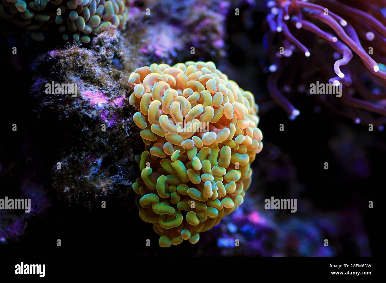 Euphyllia Crtistata, rare LPS coral reef aquarium tank Stock Photo - Alamy