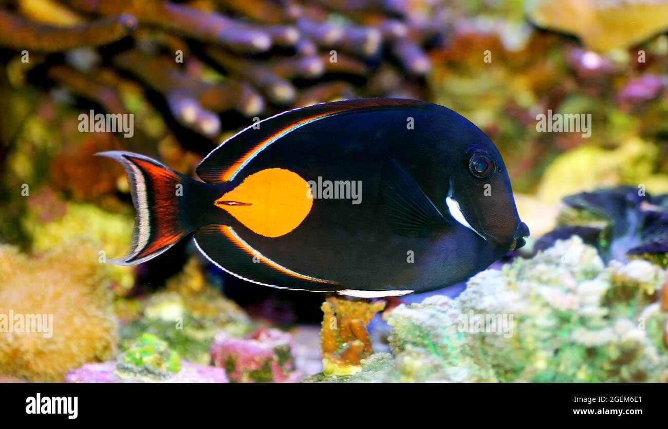 Achilles Tang Fish - (Acanthurus achilles) Stock Photo