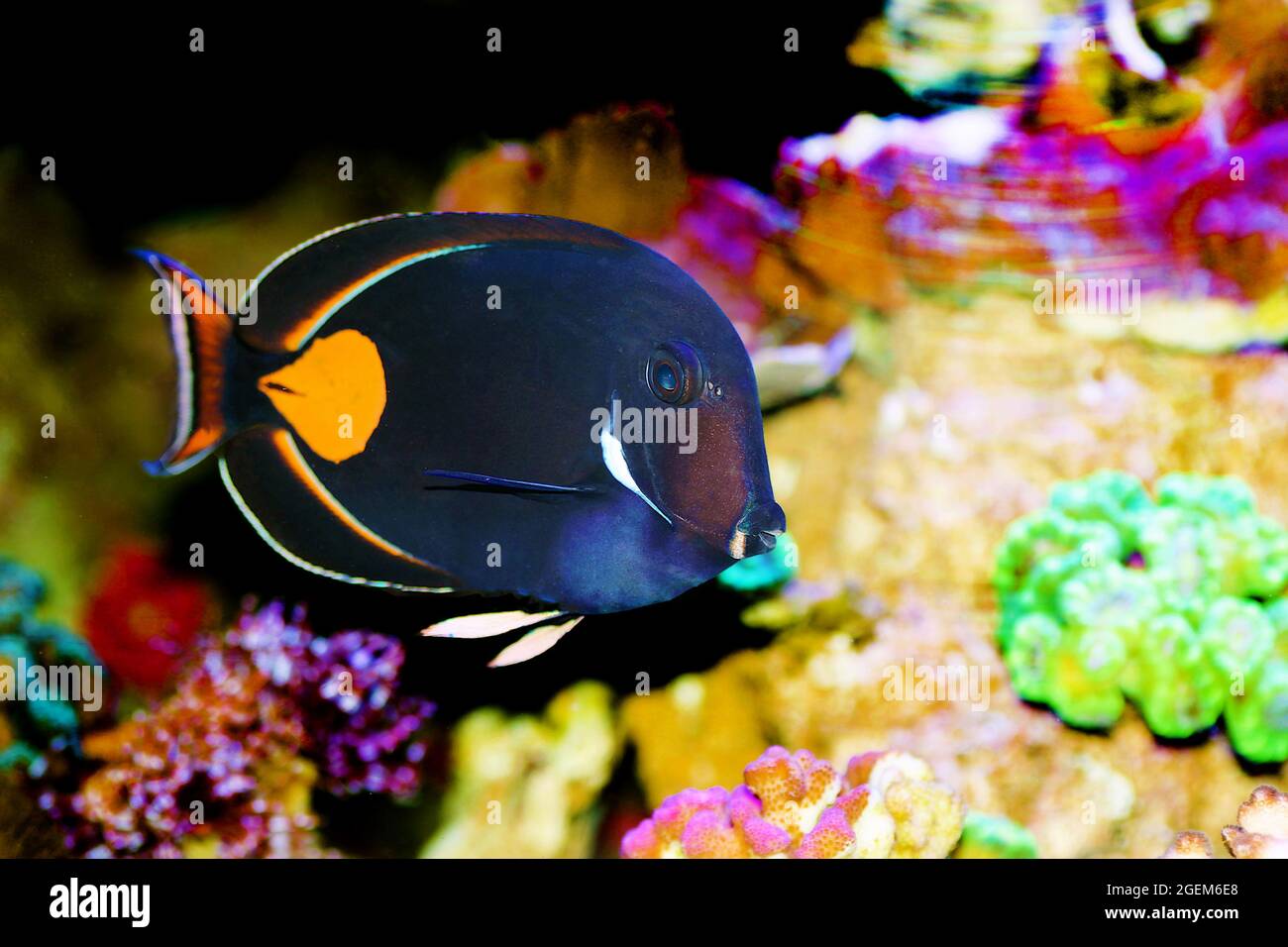 Achilles Tang Fish - (Acanthurus achilles) Stock Photo