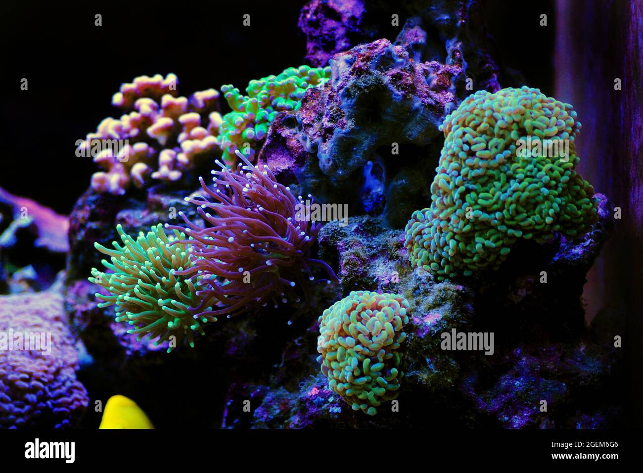 Euphyllia Crtistata, rare LPS coral in reef aquarium tank Stock Photo -  Alamy