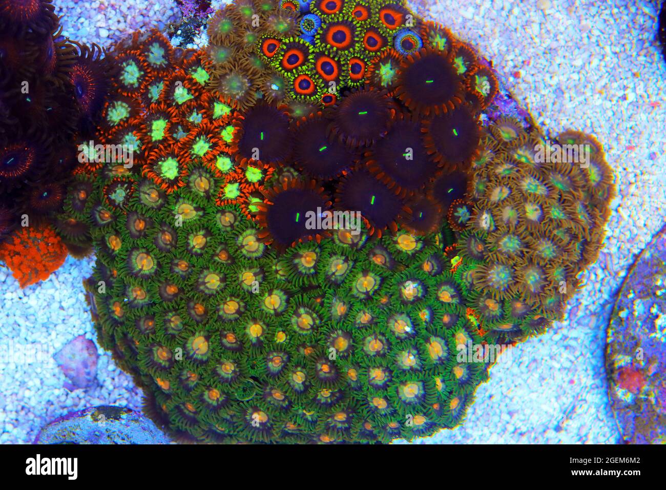 Zoanthid's polyps colonies are amazing colorful living decoration for every coral reef aquarium tank Stock Photo