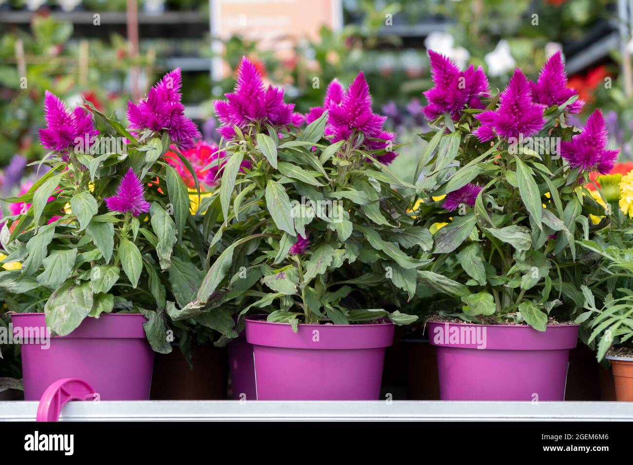 india money plant Buy Variegated Money Plant Online India main image 1