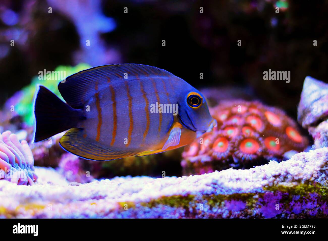 Mimic Eibli Tang - (Acanthurus tristis Stock Photo - Alamy
