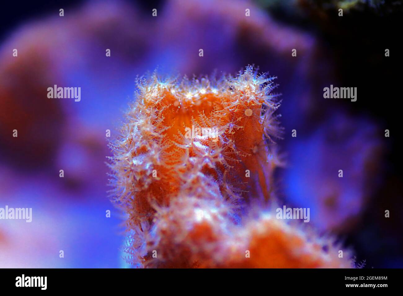 Pink Cabbage Leather Coral - (Sinularia brassica) Stock Photo