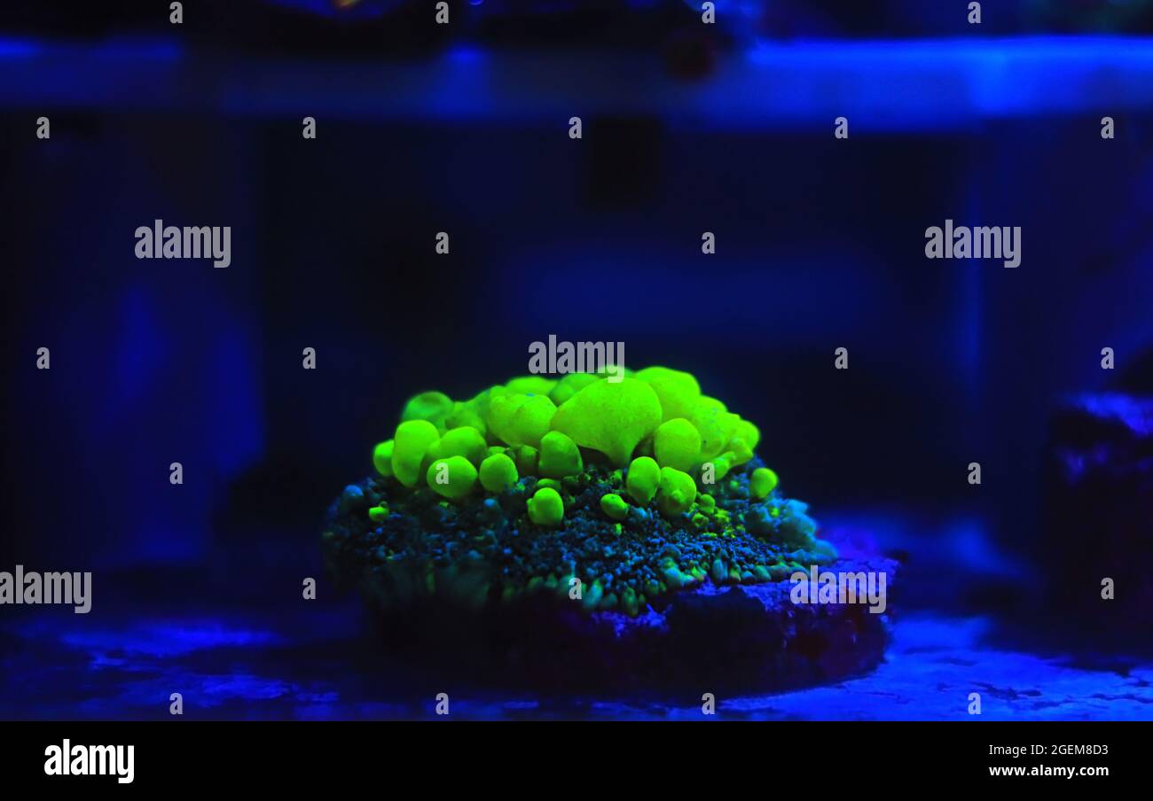 Biohazard Rhodactis green bounce mushroom coral Stock Photo