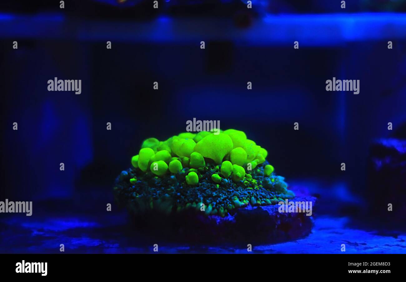 Biohazard Rhodactis green bounce mushroom coral Stock Photo - Alamy