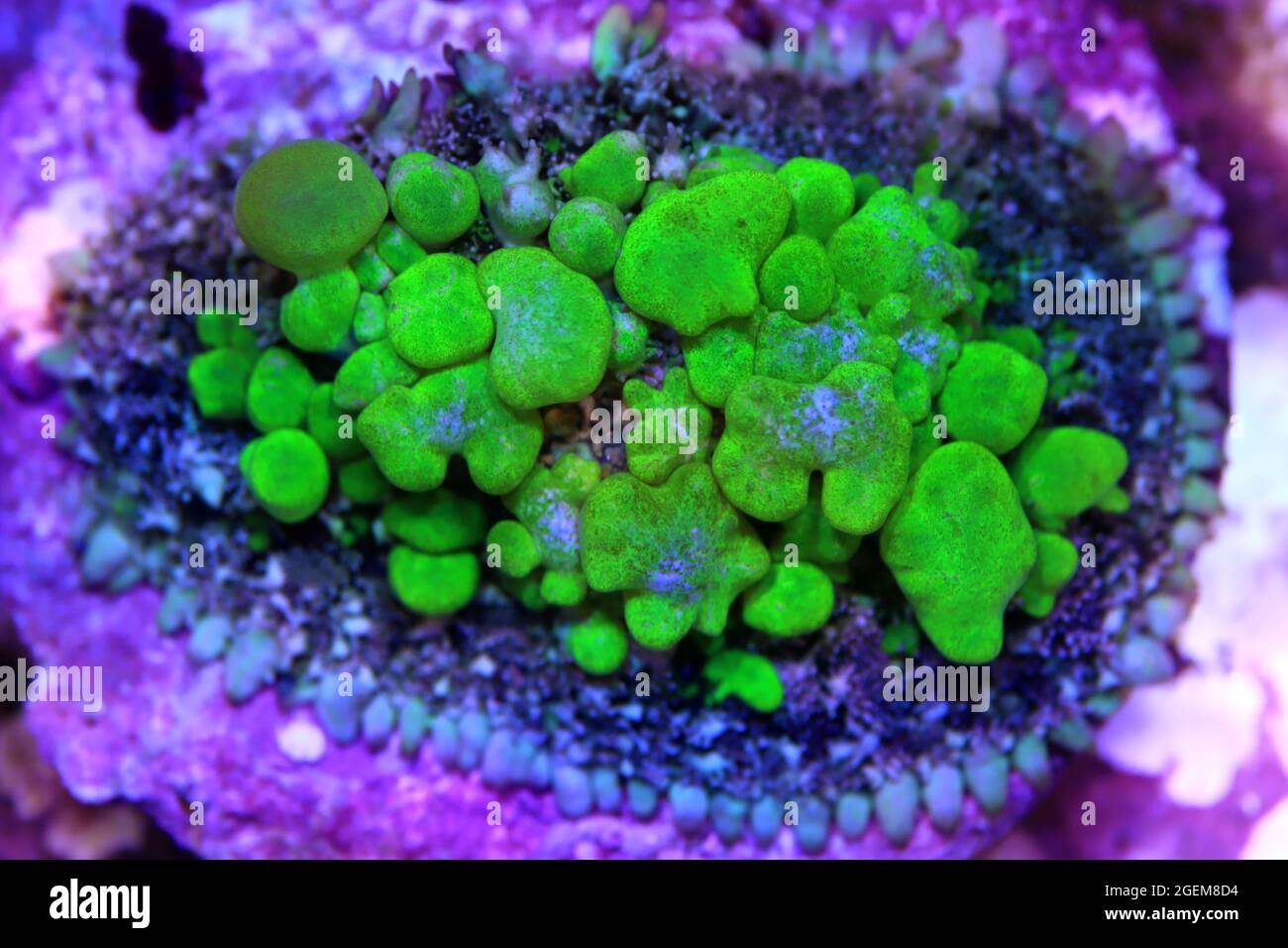 Biohazard Rhodactis green bounce mushroom coral Stock Photo