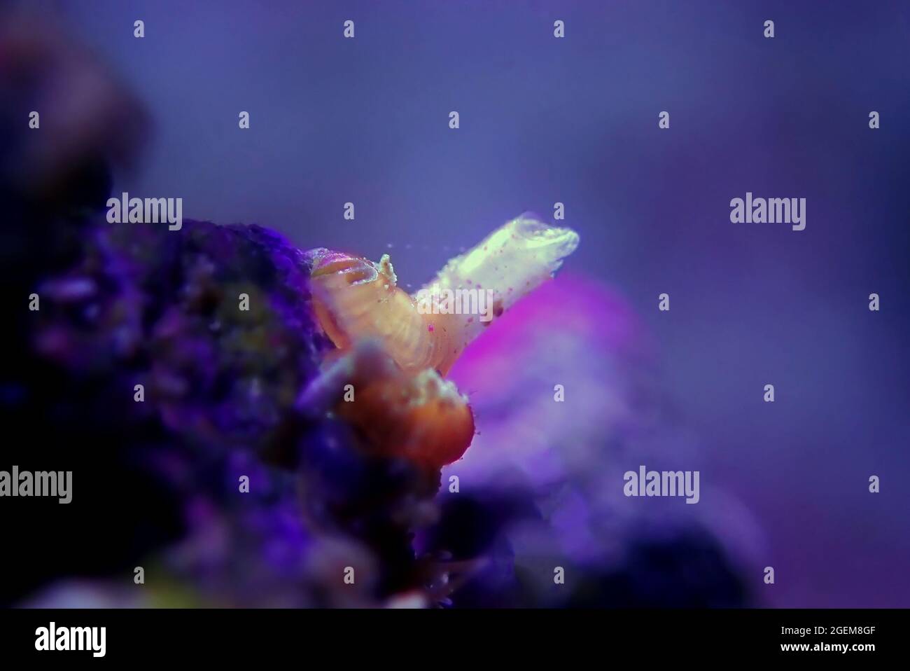 Vermetid snail nasty pest in coral reef aquarium tank Stock Photo Alamy