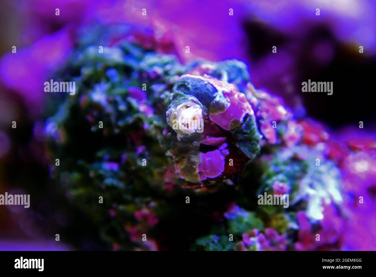 Vermetid snail nasty pest in coral reef aquarium tank Stock Photo Alamy