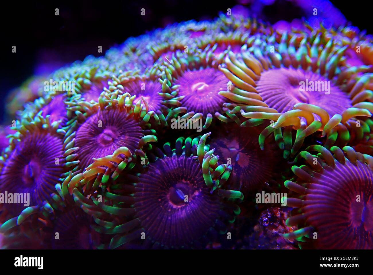 Pink Diamond rare Zoanthids colony polyps Stock Photo Alamy