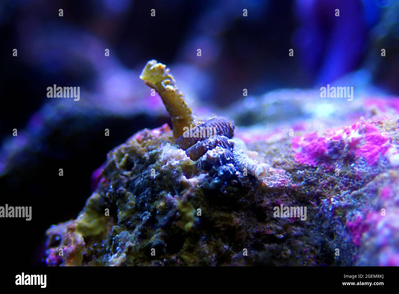 Vermetid snail nasty pest in coral reef aquarium tank Stock Photo Alamy