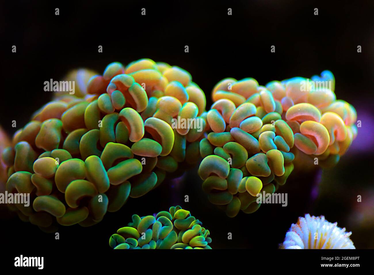 Euphyllia Crtistata, rare LPS coral in reef aquarium tank Stock Photo