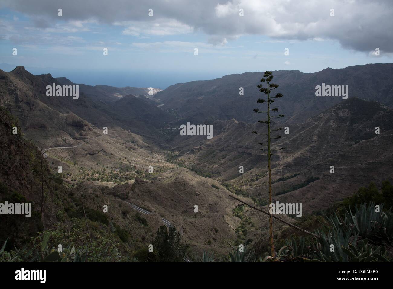 Agave flower at Cumbre Carbonera in Barranco de la Villa of La Gomera in the Canary Islands. Stock Photo