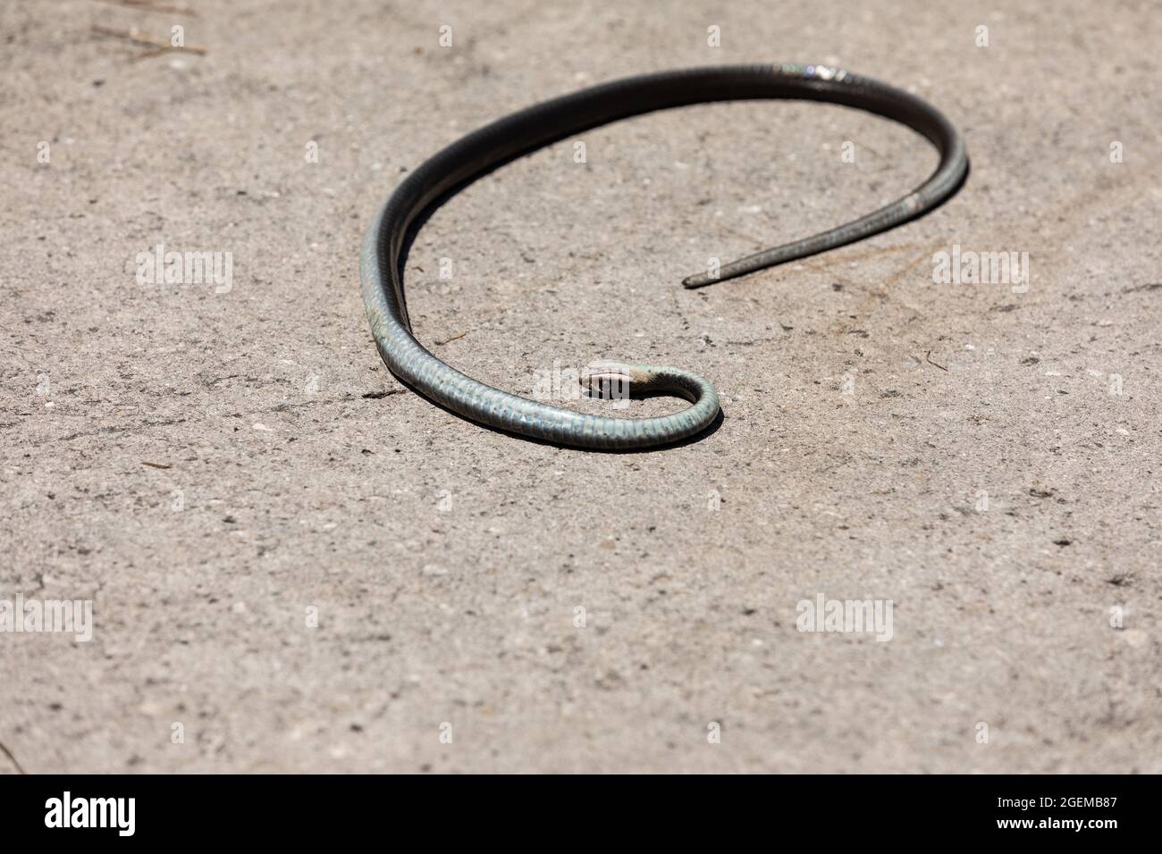 Dead black southern racer snake Coluber constrictor priapus on concrete in Naples, Florida. Stock Photo