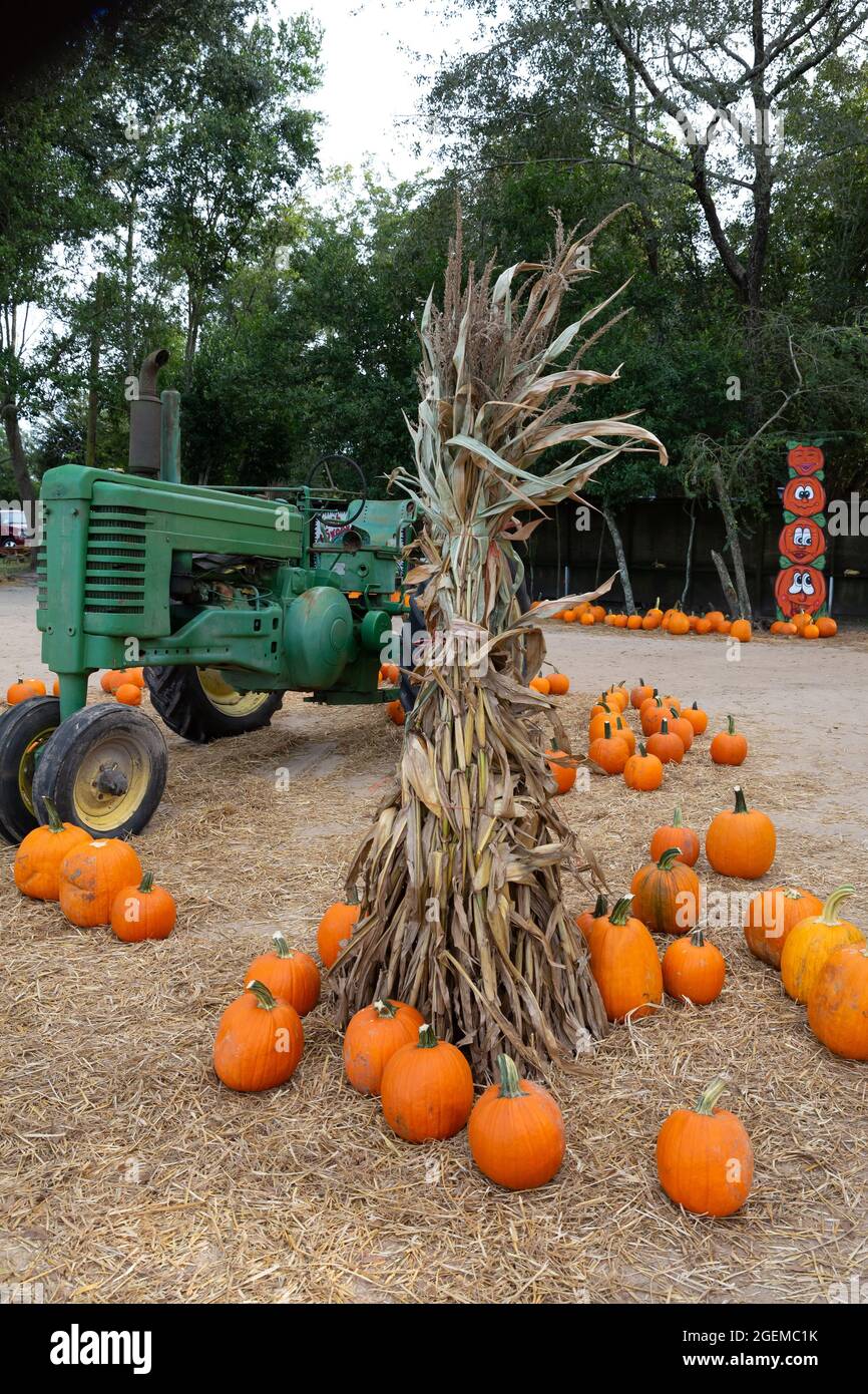 A teepee of dried corn husks at a fall festival with pumpkins and an antique tractor behind it Stock Photo