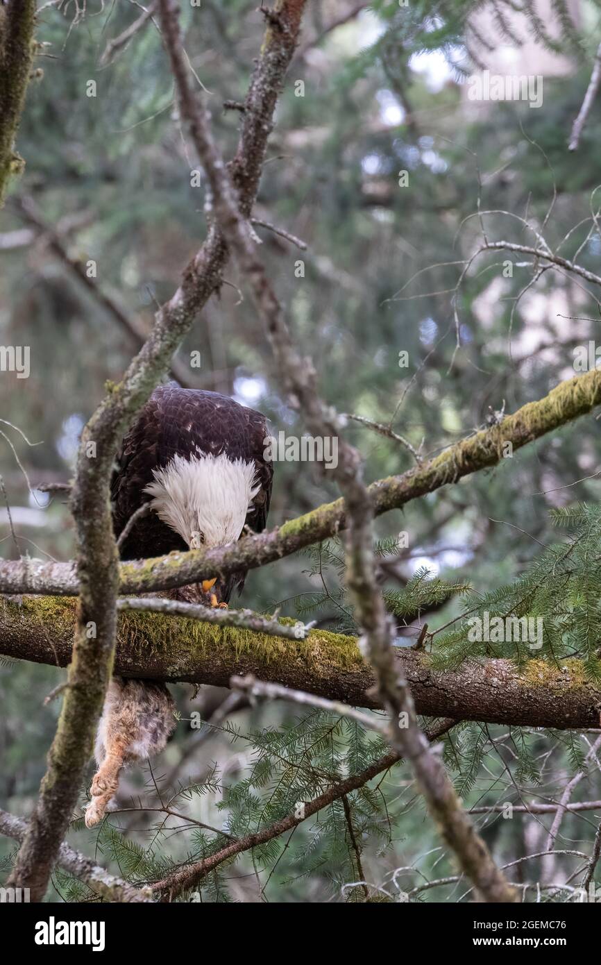 Bald Eagle Catching Rabbit Bald eagle hunting rabbit hi-res stock photography and images - Alamy