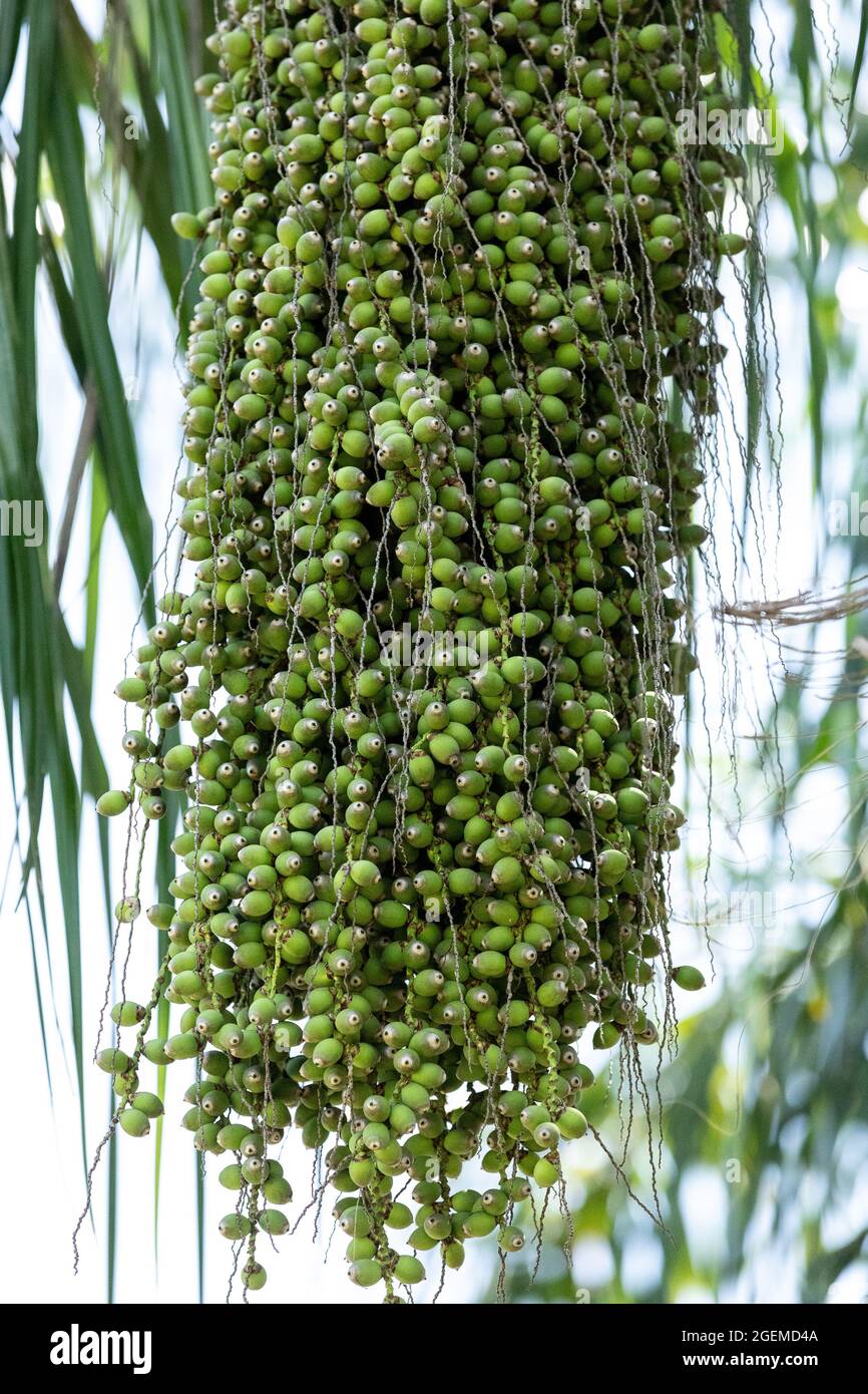 Green queen palm berries Syagrus romanzoffiana on a palm tree in Naples, Florida Stock Photo