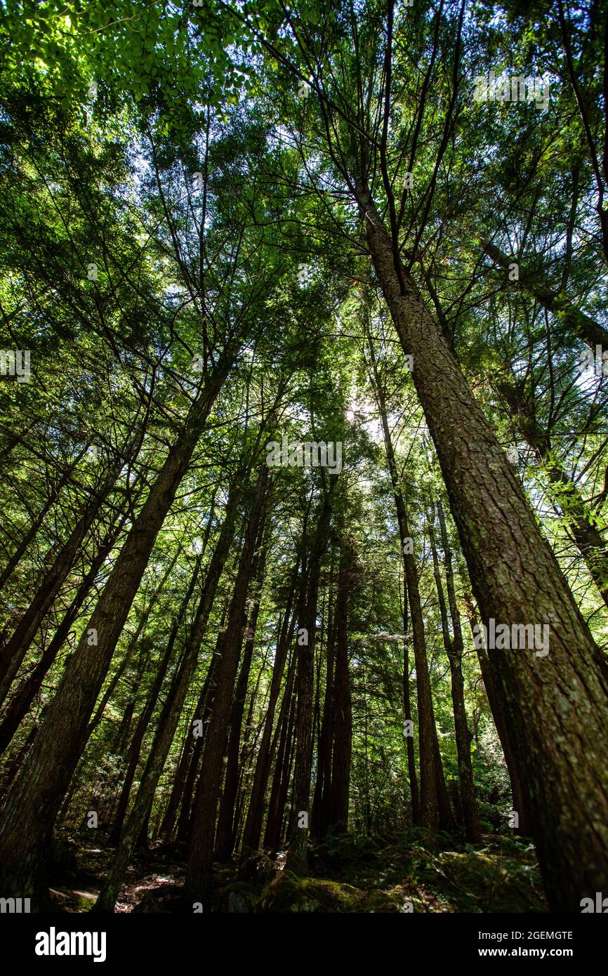 Summer sunshine coming through the forest in the Dells of the Eau