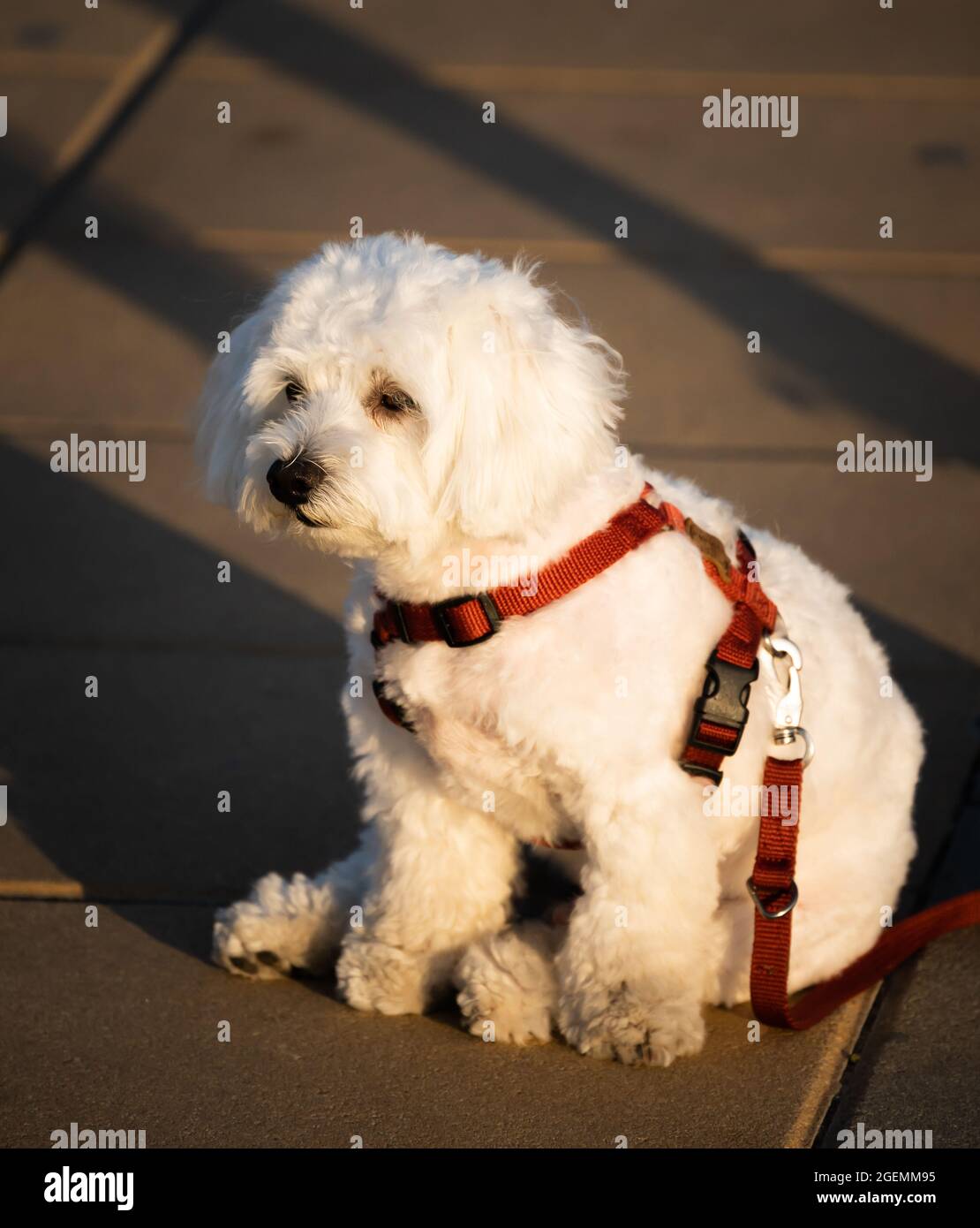 maltese harness