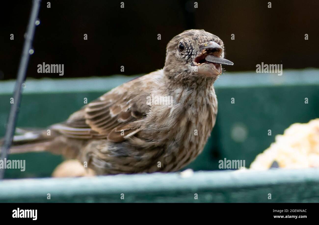 Nipples hi-res stock photography and images - Alamy