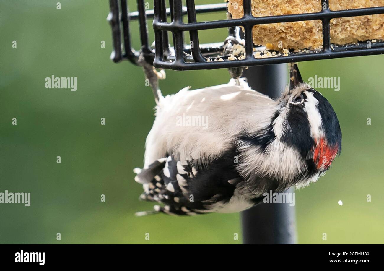 Downy Woodpecker on the suet feeder Stock Photo Alamy