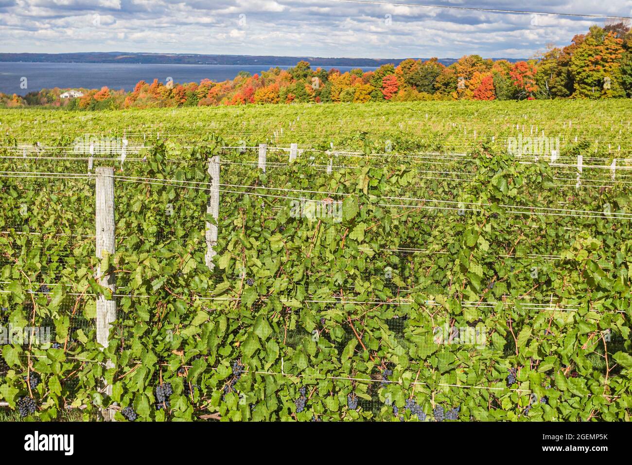 Michigan Old Mission Peninsula Traverse City vineyard grapes,rural country countryside autumn fall West Arm Grand Traverse Bay, Stock Photo