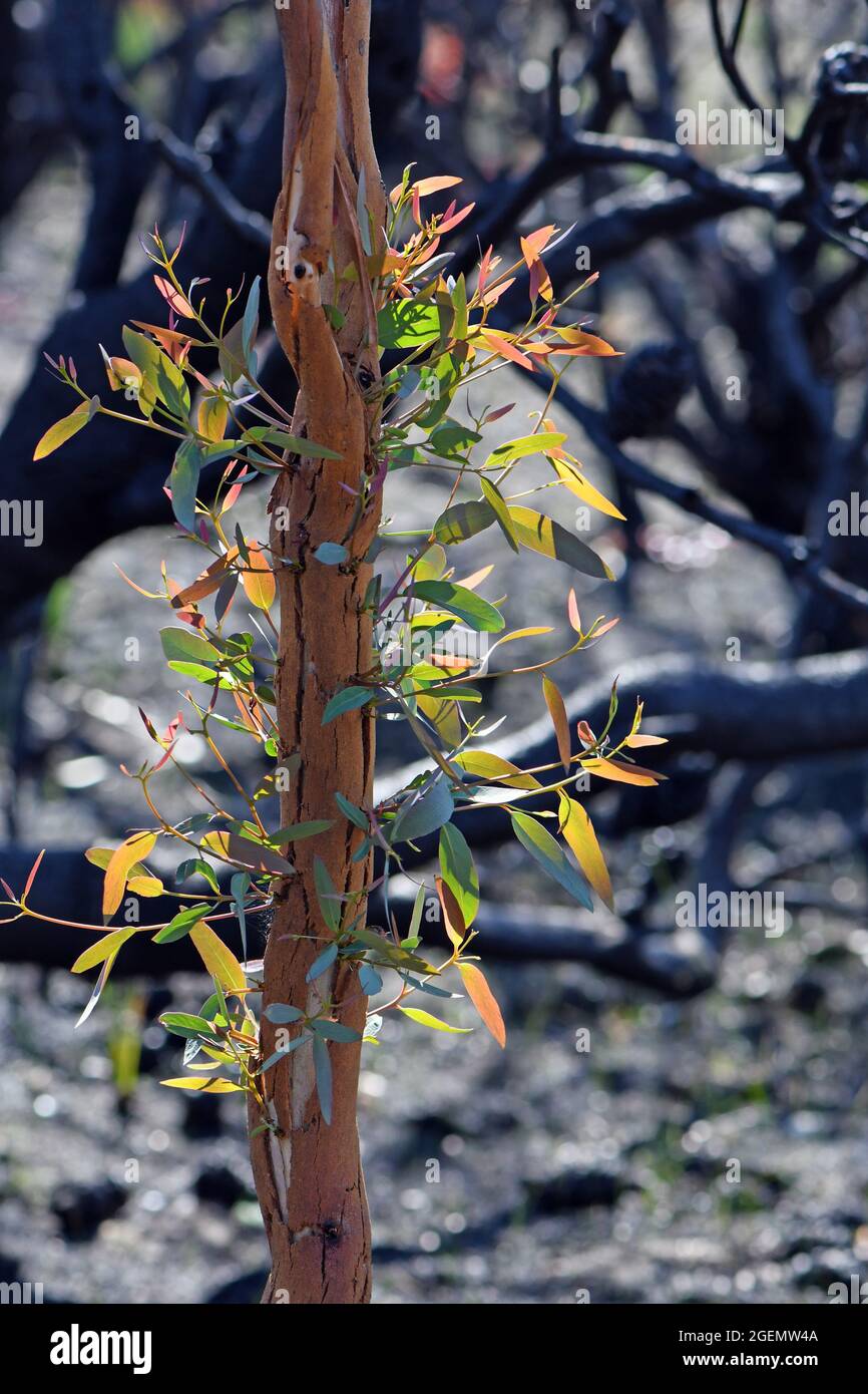 Epicormic sprouting on a Eucalyptus gum tree following a bushfire in NSW, Australia. A fire adaptive trait allowing regeneration Stock Photo