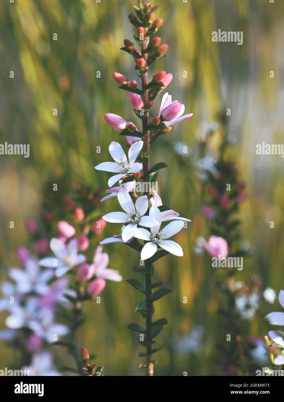 White flowers and pink buds of the Australian native Box Leaf Waxflower, Philotheca buxifolia, family Rutaceae,  in heath, Sydney, NSW, Australia Stock Photo