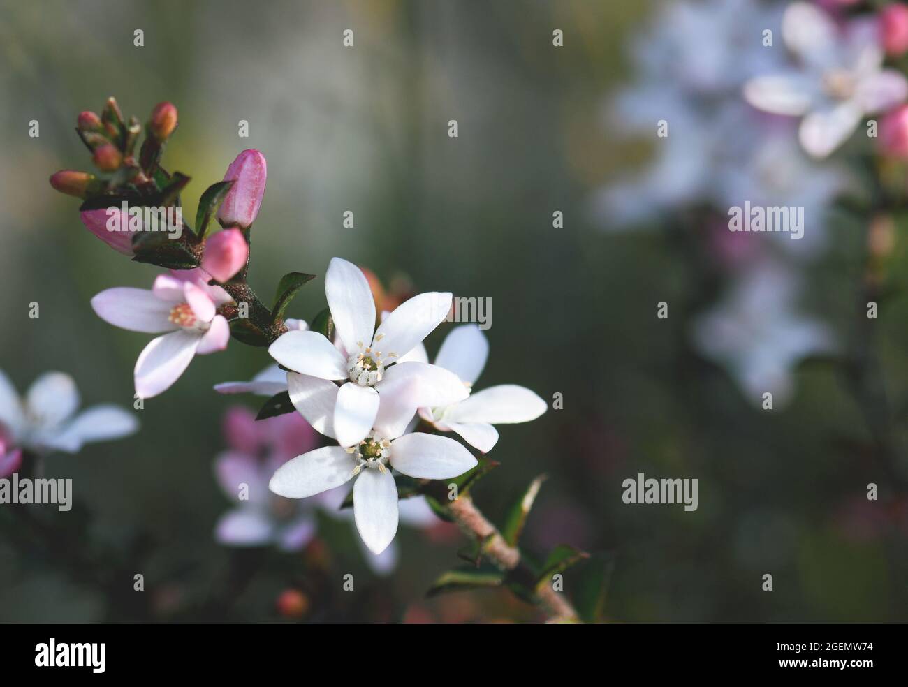 Nature background of white flowers and pink buds of the Australian native Box Leaf Waxflower, Philotheca buxifolia, family Rutaceae, growing in heath, Stock Photo