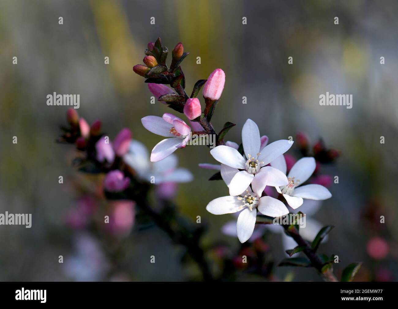 Nature background of white flowers and pink buds of the Australian native Box Leaf Waxflower, Philotheca buxifolia, family Rutaceae, growing in heath, Stock Photo