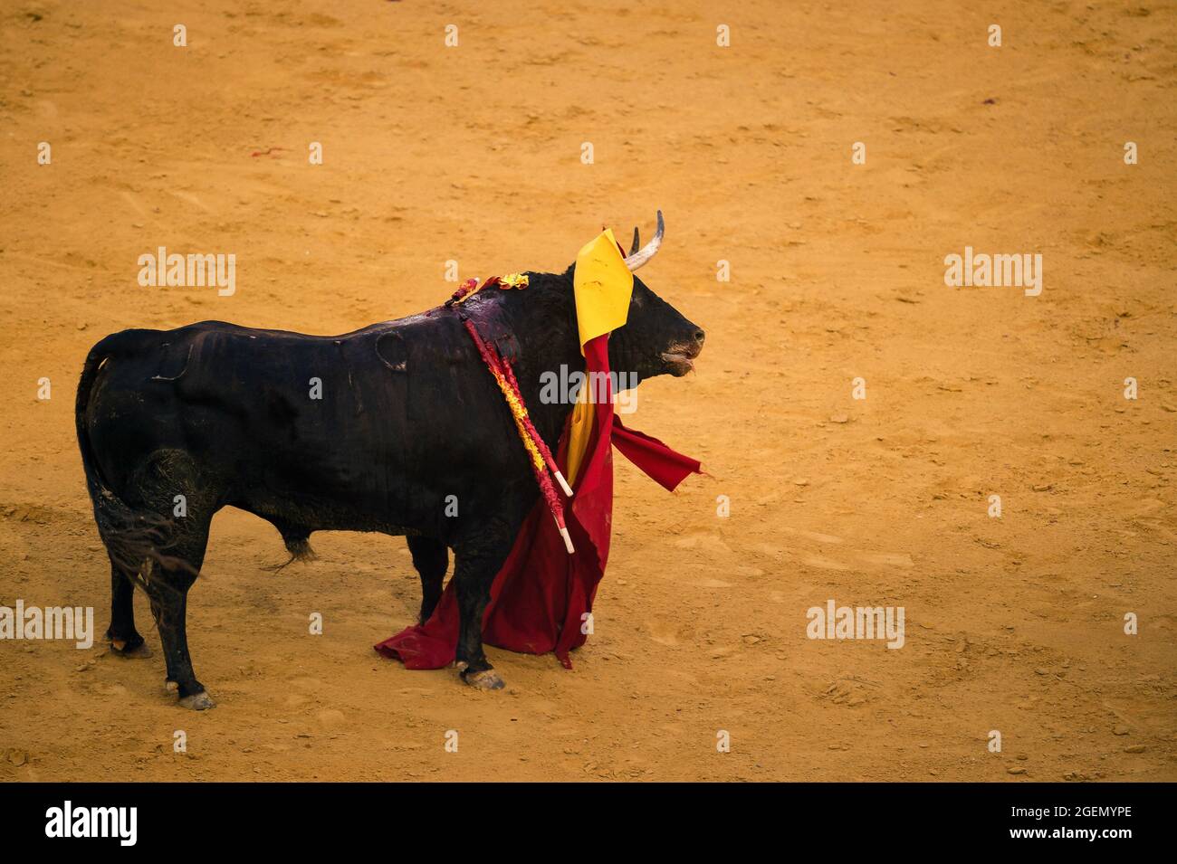 Malaga, Spain. 21st Aug, 2021. The matador's muleta is seen hanging from  the horn of a bull during a 'Picassiana' bullfight at La Malagueta  bullring. Bullfighting returns to Malaga as part of