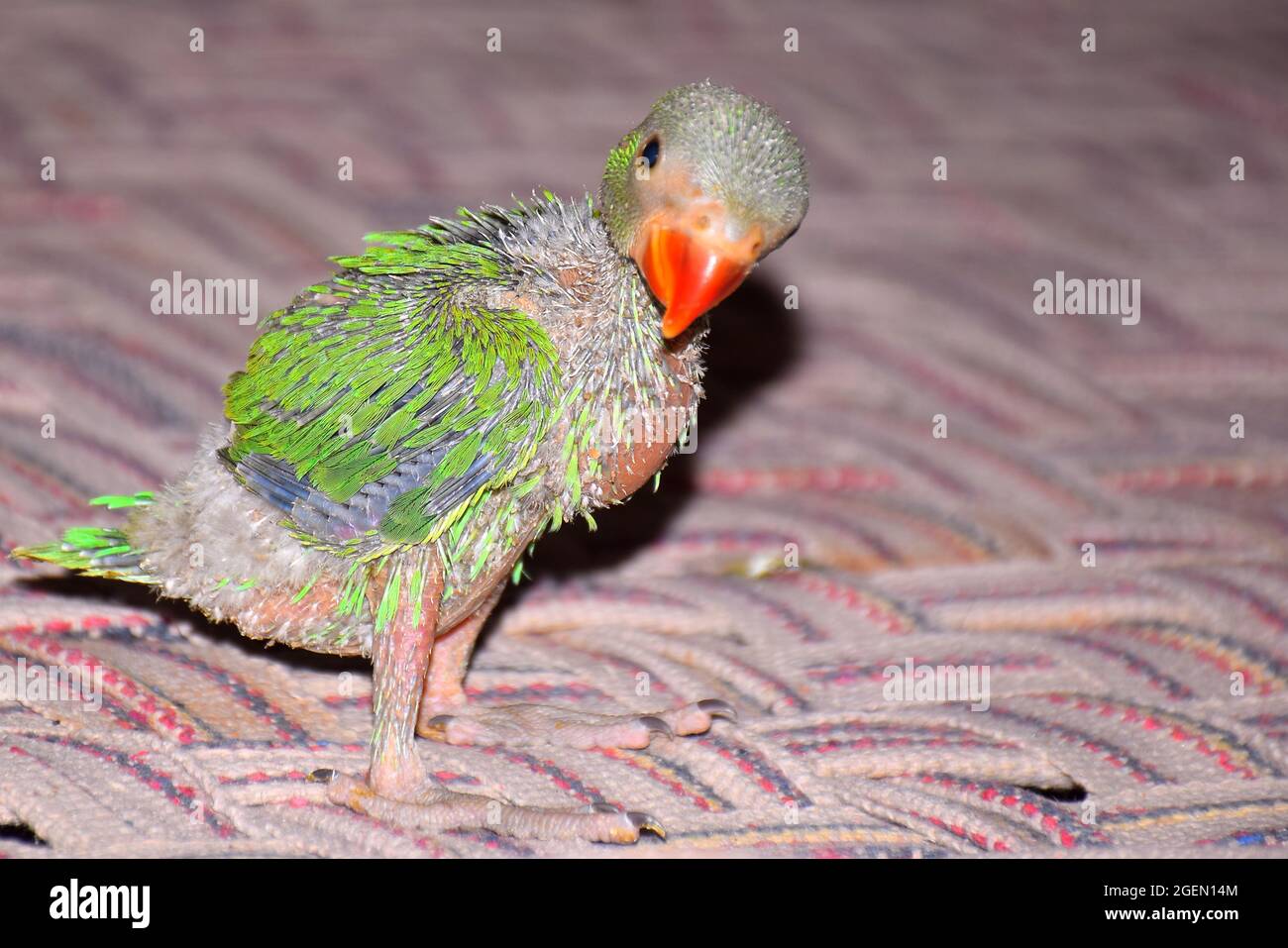 Baby parrot hi res stock photography and images Alamy