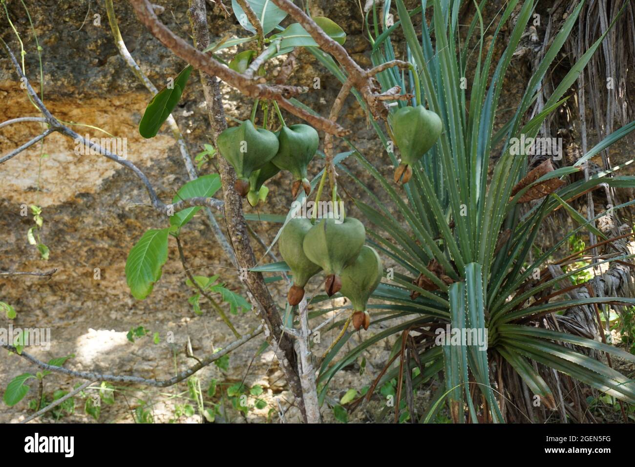 Barringtonia asiatica fruit with a natural background. This plant also calledBarringtonia asiatica, fish poison tree, putat, sea poison tree, Barringt Stock Photo