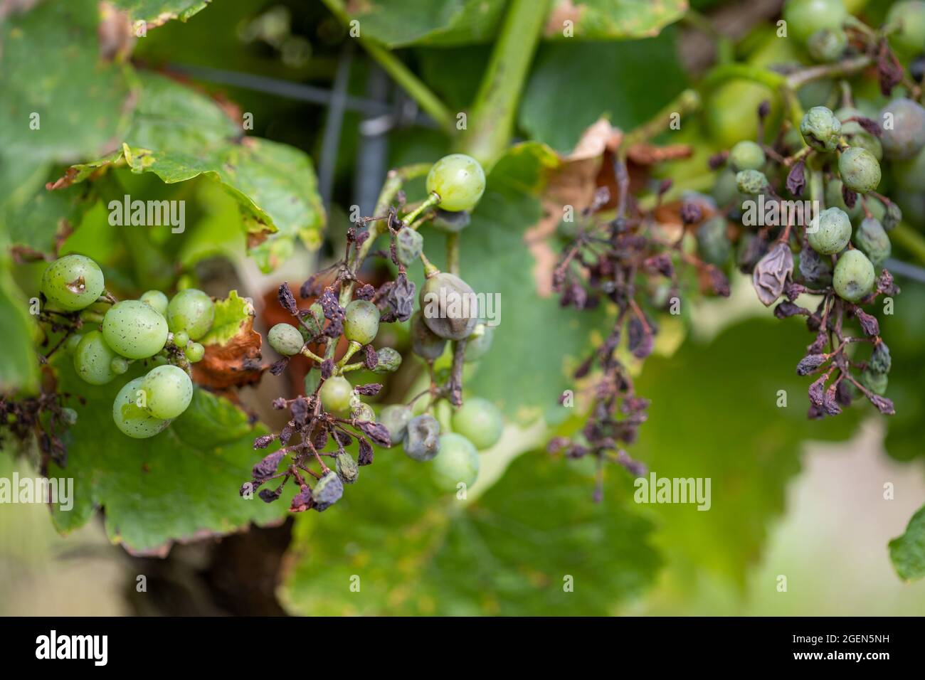 Randersacker, Germany. 19th Aug, 2021. Grapes infected by the so-called downy mildew (Peronospora) hang on a vine. The fungal disease threatens the grapes in some vineyards in Franconia. After the many rains in spring and summer, the fungus is a widespread problem throughout Germany, but also in other European countries. Credit: Daniel Karmann/dpa/Alamy Live News Stock Photo