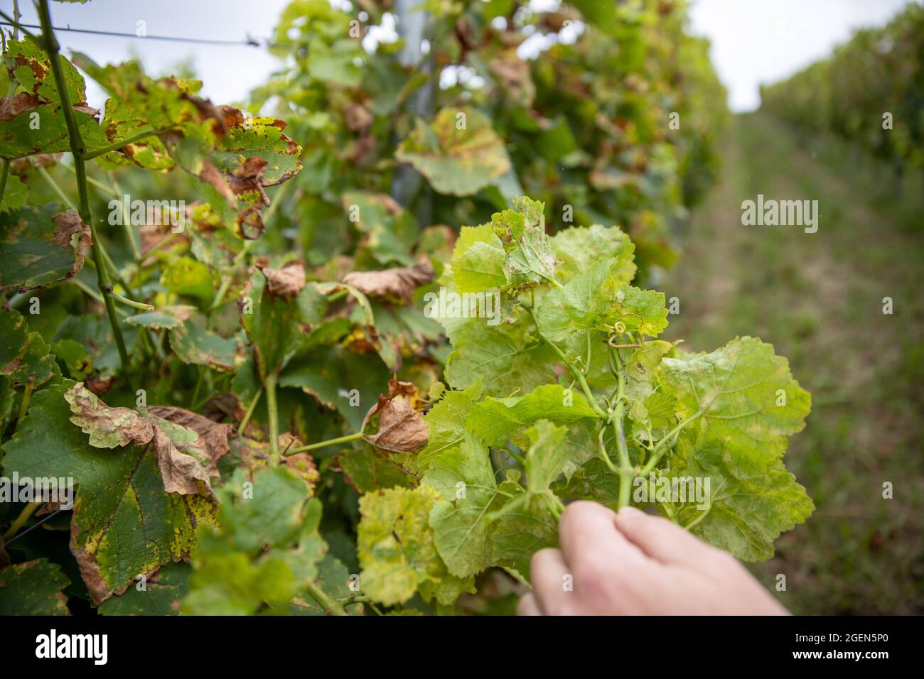Randersacker, Germany. 19th Aug, 2021. Beate Leopold, managing director of Weinbauring Franken, shows the infestation of fungal spores of the so-called downy mildew (peronospora) on leaves of a vine. The fungal disease is threatening the grapes in some vineyards in Franconia. After the many rains in spring and summer, the fungus is a widespread problem throughout Germany, but also in other European countries. Credit: Daniel Karmann/dpa/Alamy Live News Stock Photo